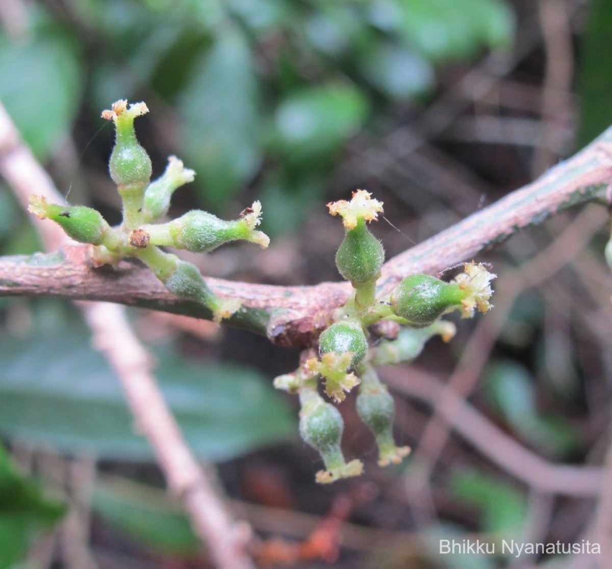 Aporosa cardiosperma (Gaertn.) Merr.